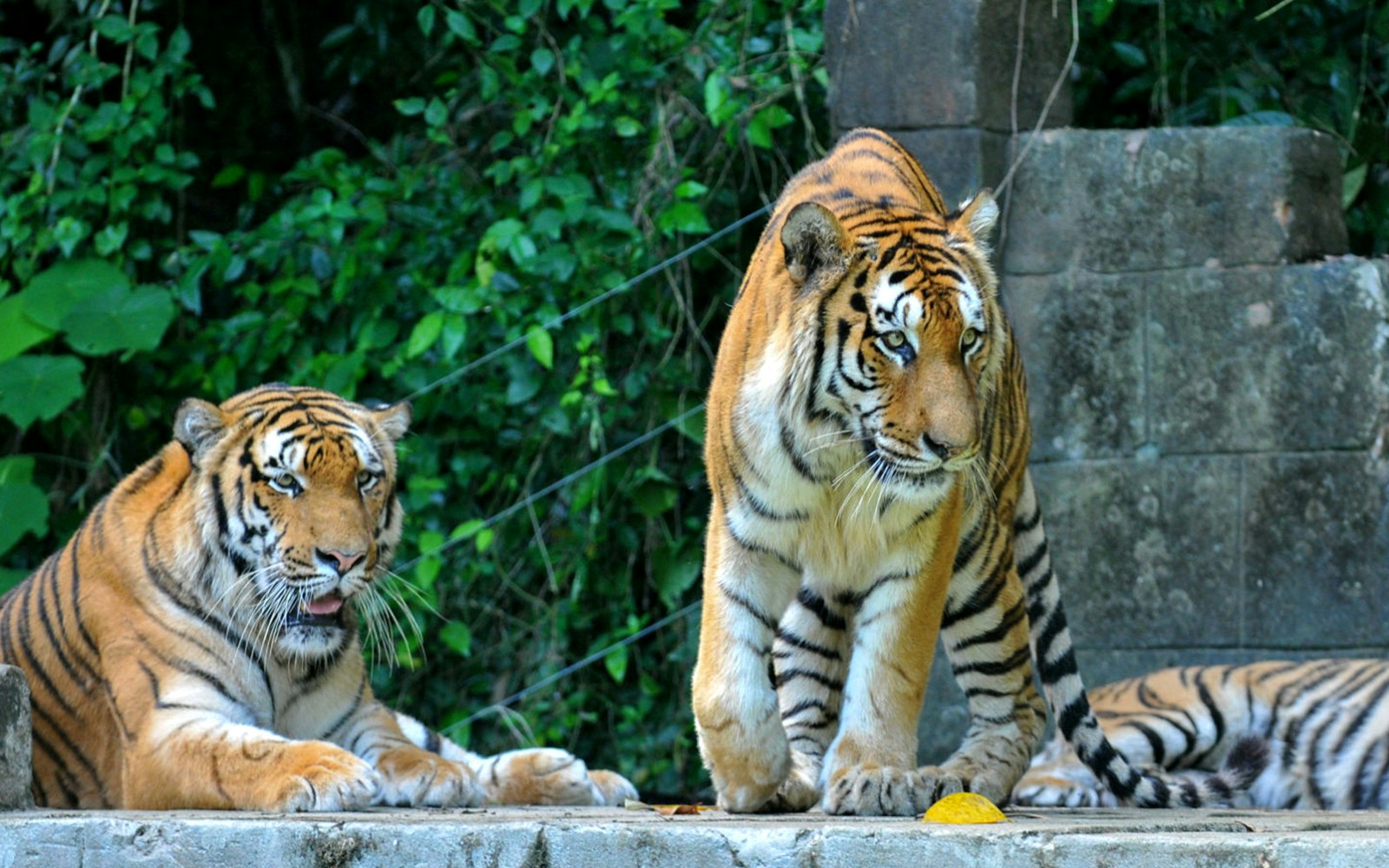 Big Cats & Predators Zone