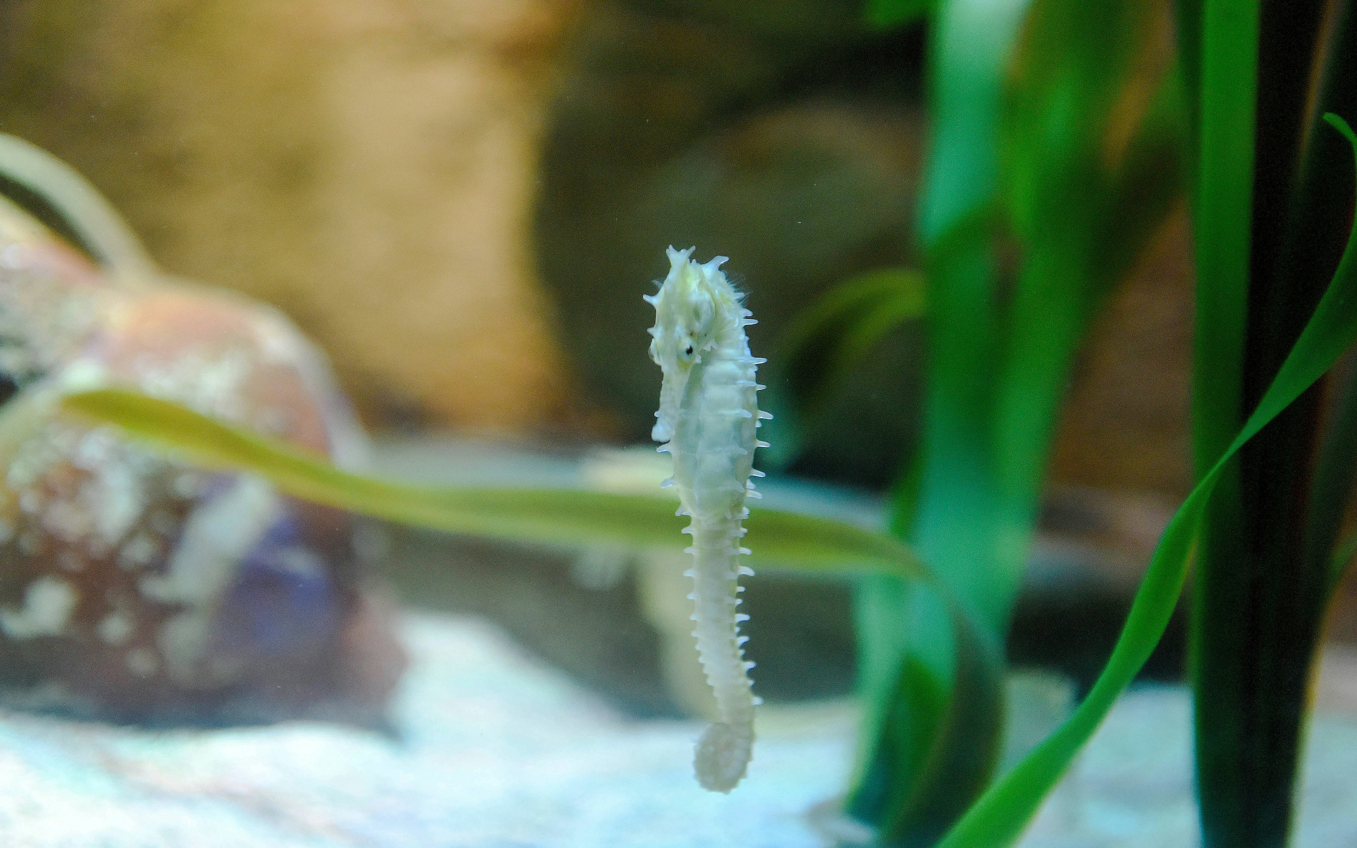Seahorse swimming among seaweed at SEA LIFE Birmingham.