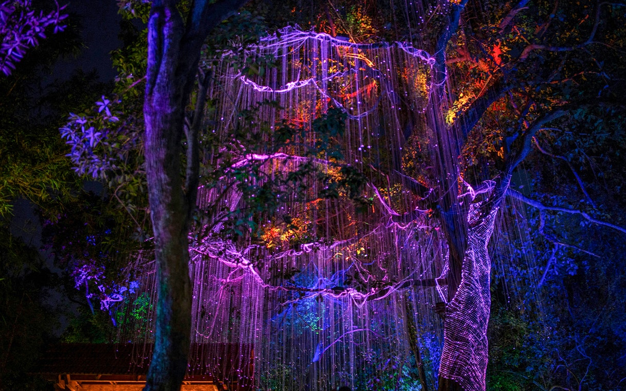 Lights creating Eywa effect in tree at Pandora, Walt Disney World, Orlando.