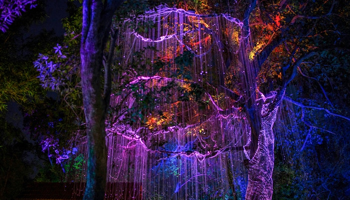 Lights creating Eywa effect in tree at Pandora, Walt Disney World, Orlando.