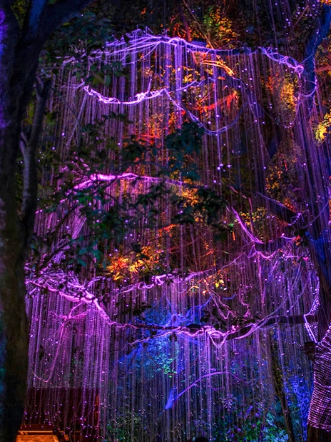 Lights creating Eywa effect in tree at Pandora, Walt Disney World, Orlando.