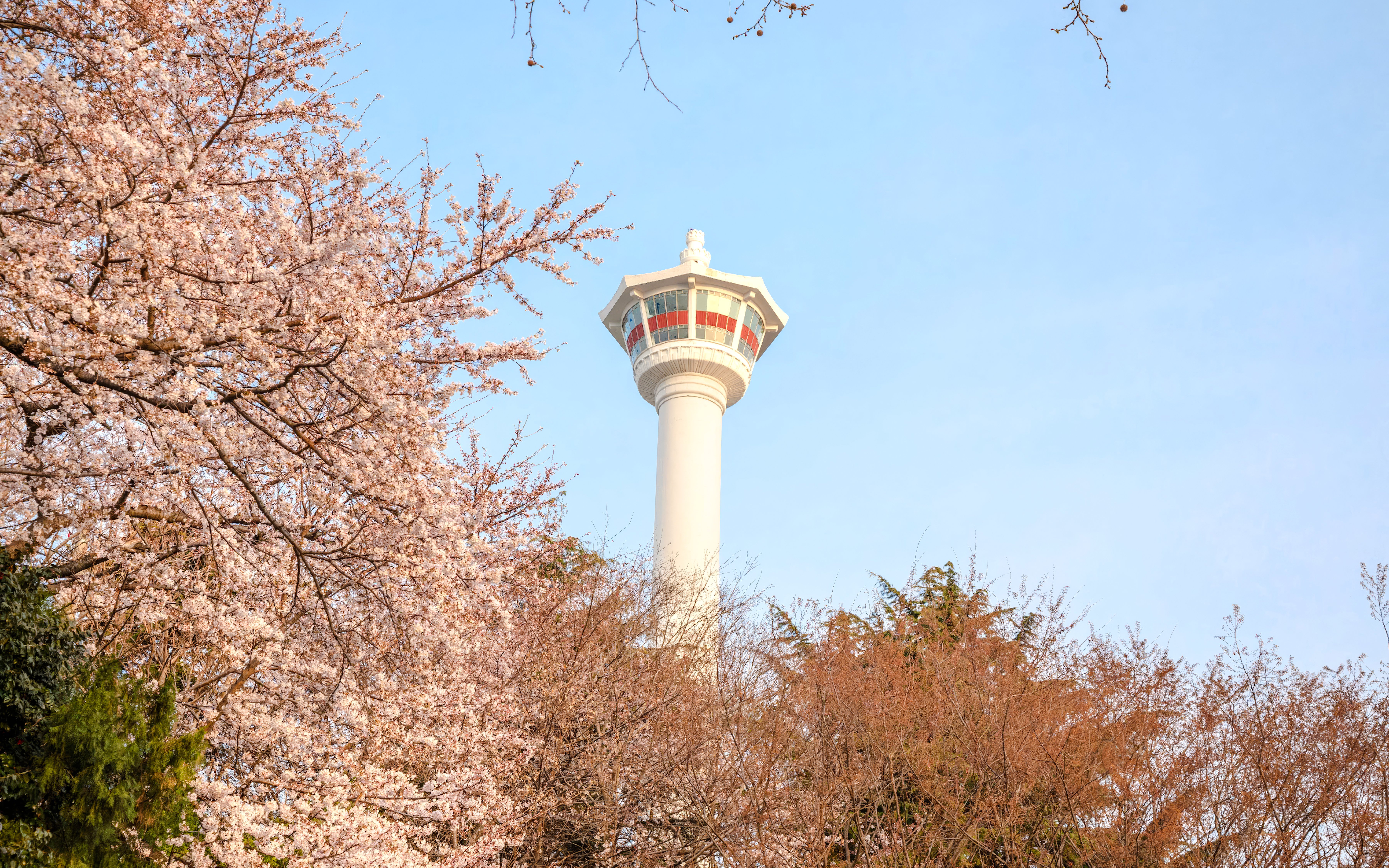 Busan Tower rising above cherry blossoms in Busan, South Korea.