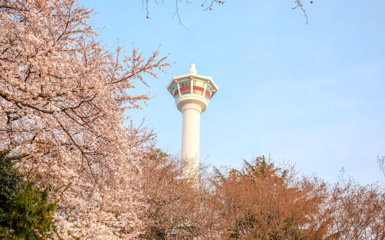 Busan Tower rising above cherry blossoms in Busan, South Korea.