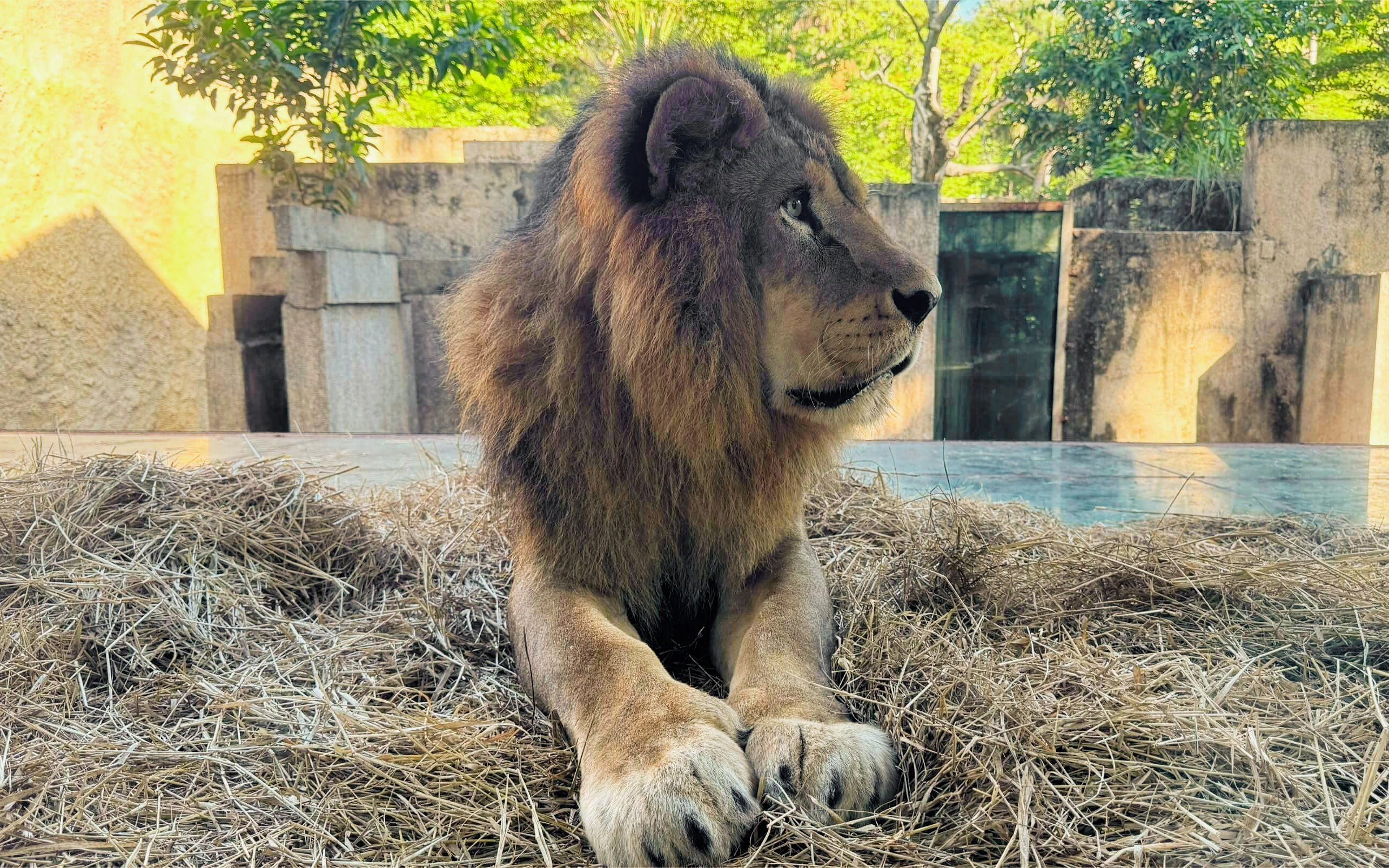 Lion resting on straw at Bioparque Rio enclosure.