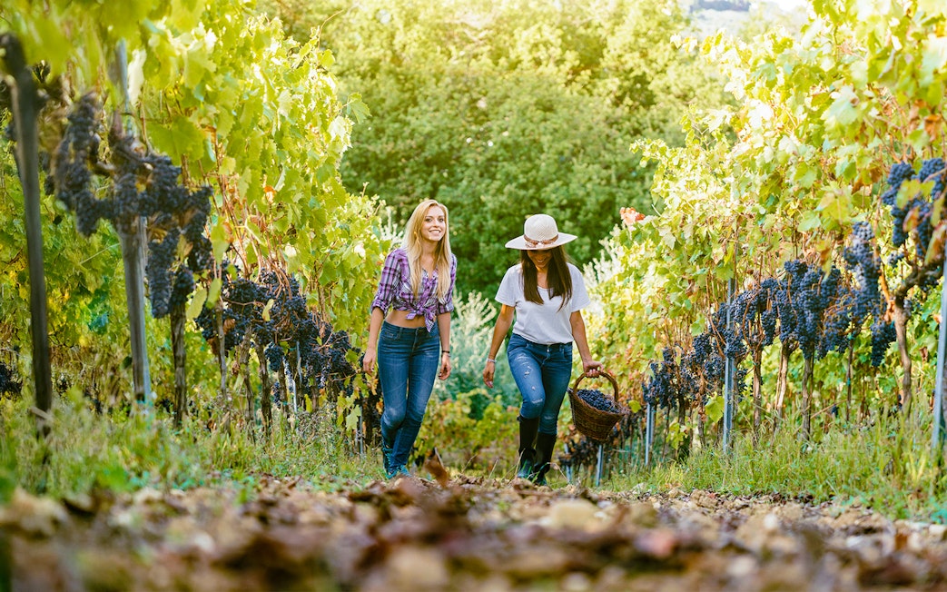 Visitors walking through a Chianti vineyard with grapevines and a basket of grapes.