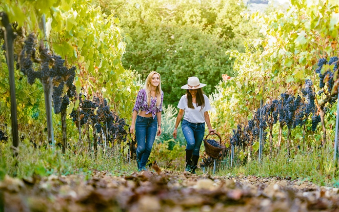 Visitors walking through a Chianti vineyard with grapevines and a basket of grapes.