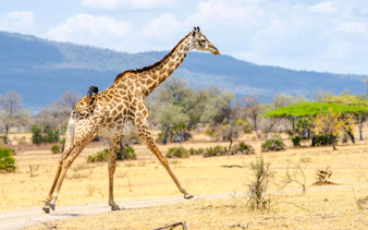 da zanzibar: safari di un giorno al parco nazionale di mikumi in aereo-4