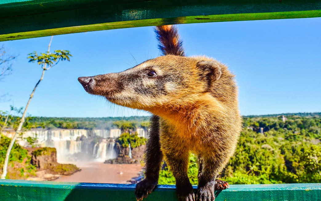 Coati at Iguazu Falls, Argentina, with lush greenery and waterfalls in the background.