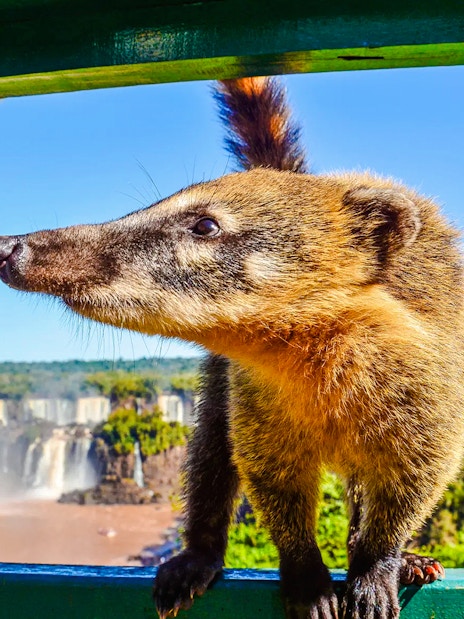 Coati at Iguazu Falls, Argentina, with lush greenery and waterfalls in the background.