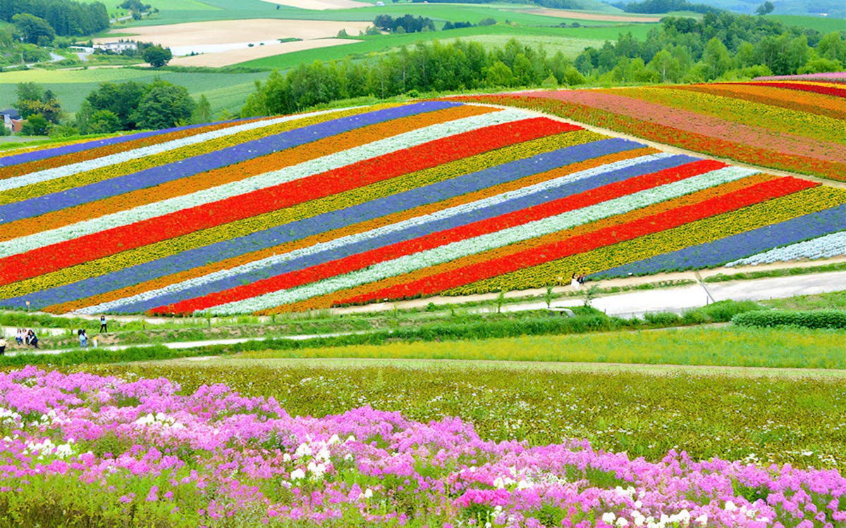 1-day guided tour of hokkaido biei blue pond & furano flower fields-6 1-day guided tour of hokkaido biei blue pond & furano flower fields-6