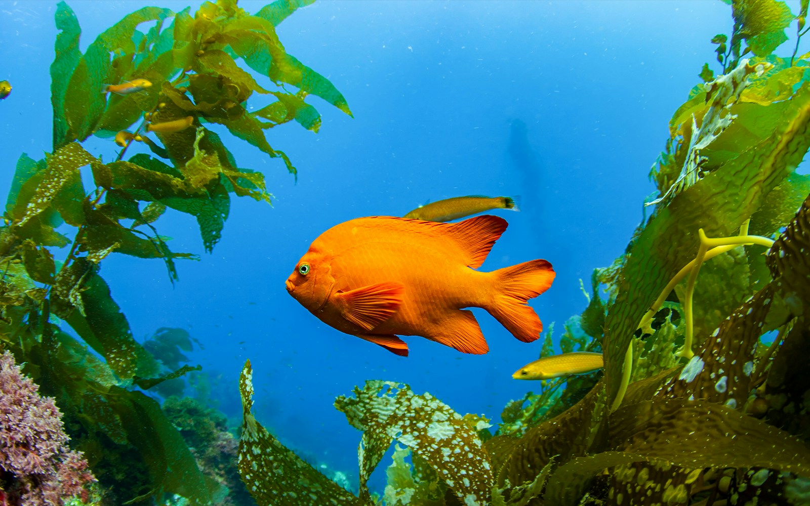 Garibaldi fish swimming