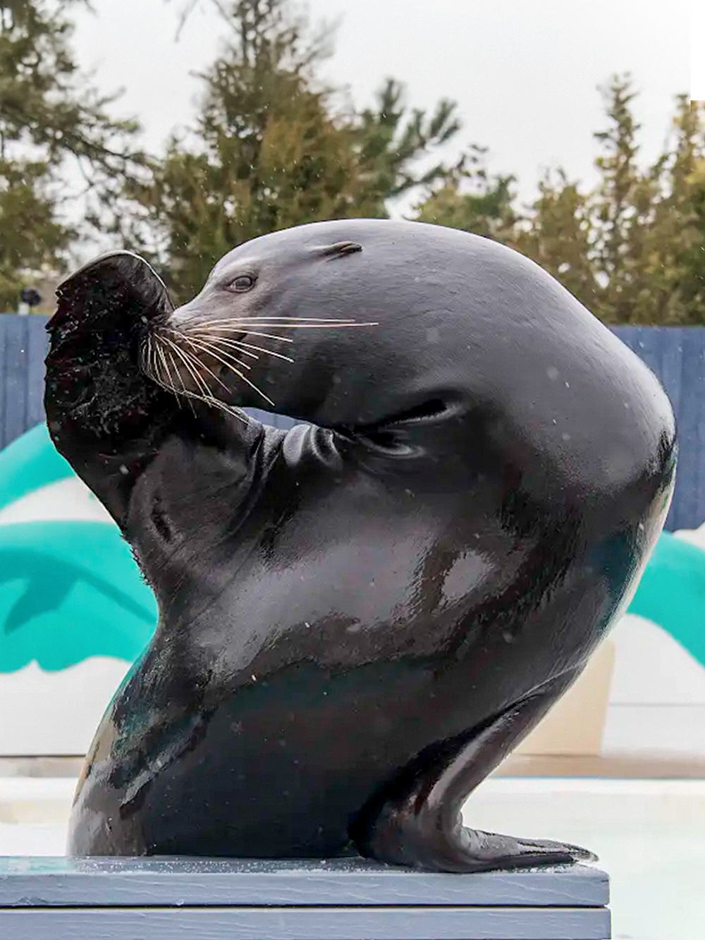 Sea lion with flipper raised at New York Aquarium.