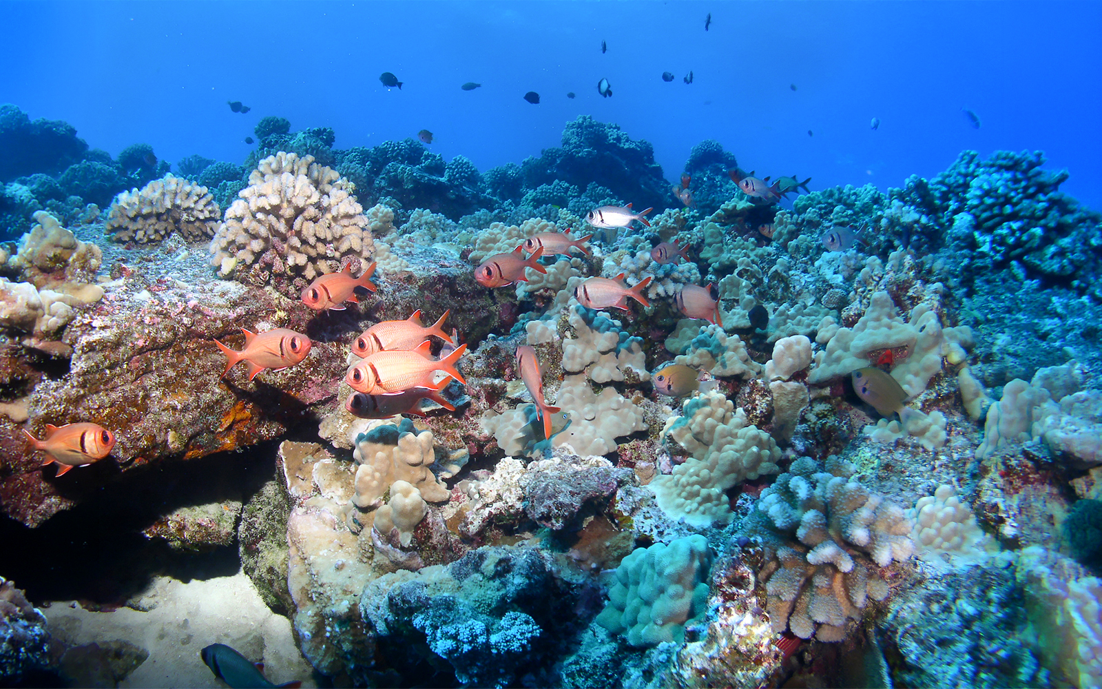 Black Bar Soldier Fish swimming among coral on a reef in Maui, Hawaii.