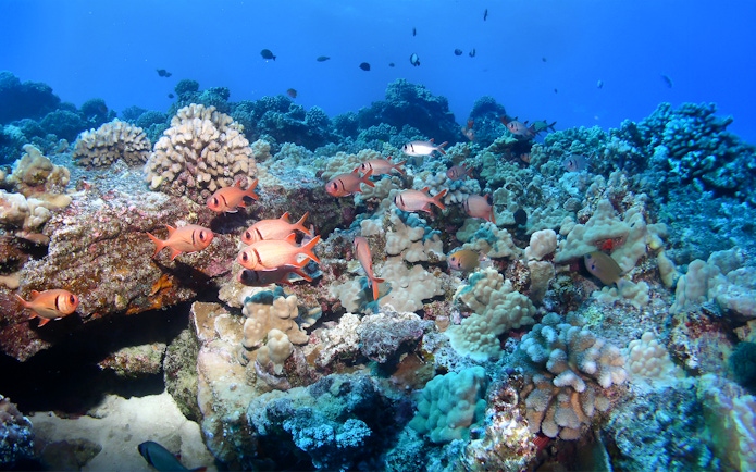 Black Bar Soldier Fish swimming among coral on a reef in Maui, Hawaii.