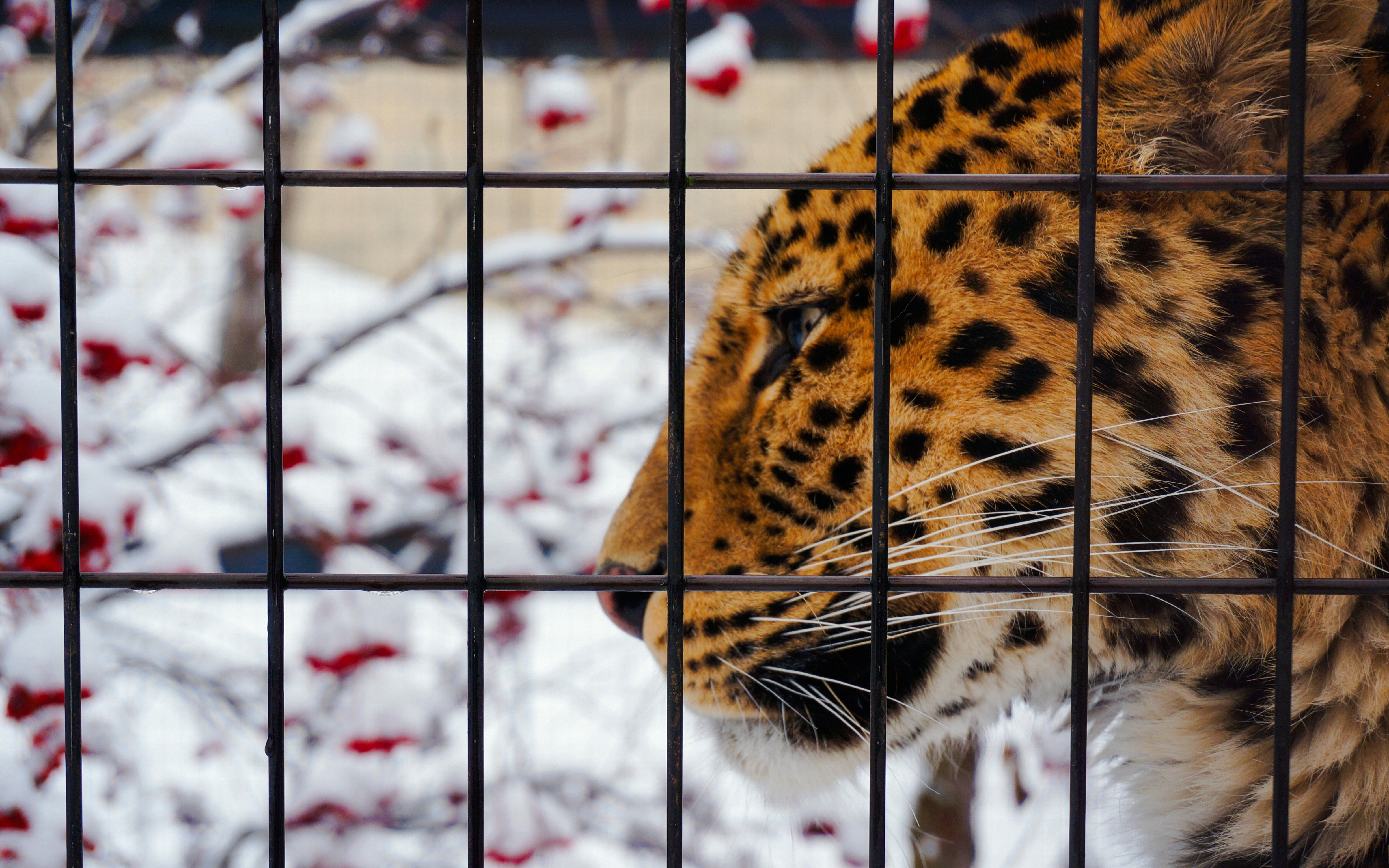 Amur leopard behind bars at Asahiyama Zoo, Hokkaido, Japan, with snowy background.