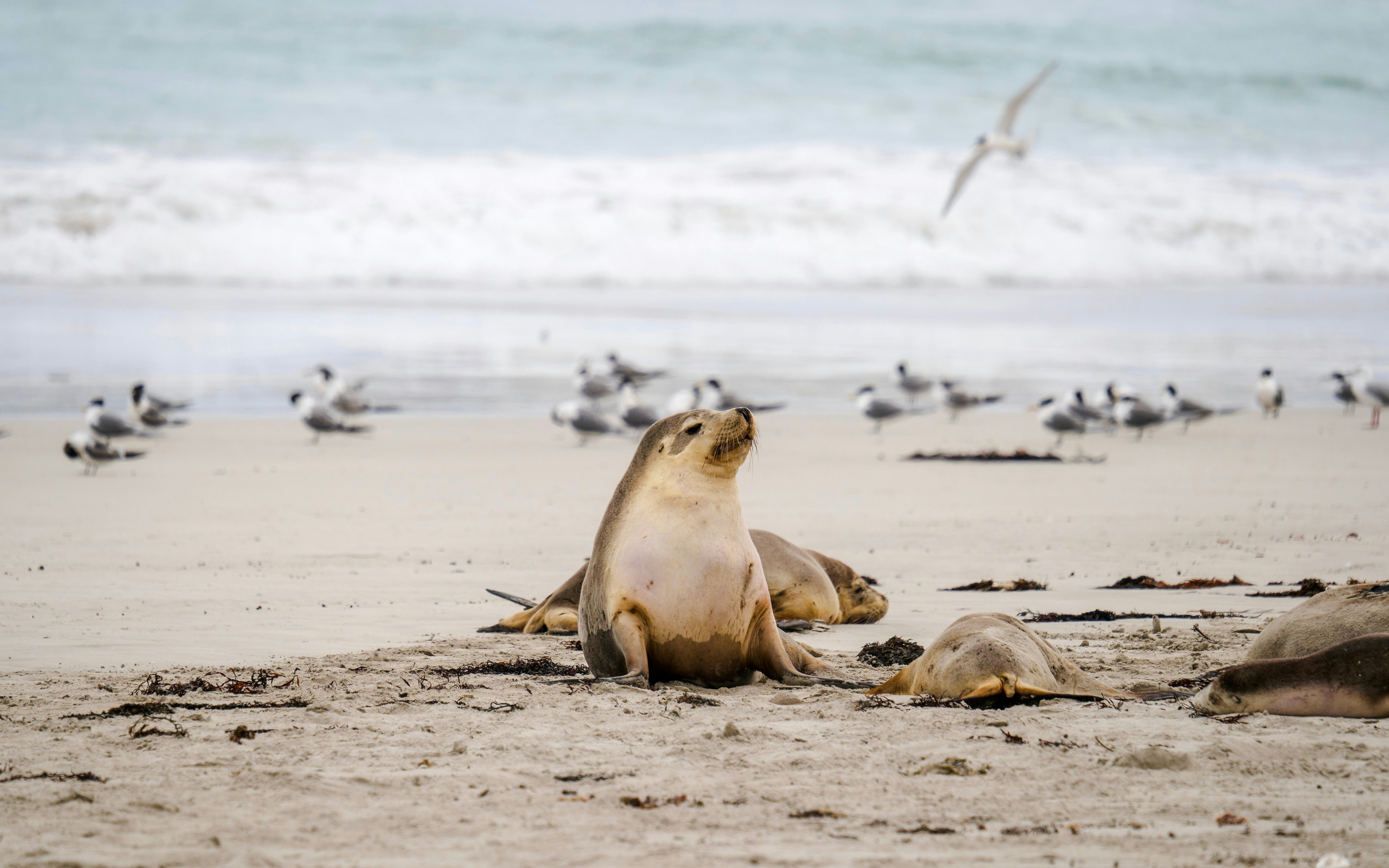 Australian fur seal resting on the beach at Seal Bay Conservation Park, Kangaroo Island.