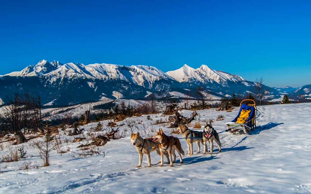 Dog sledding in Tatra Mountains with snowy peaks in background, Krakow tour.