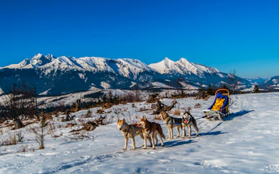 Dog sledding in Tatra Mountains with snowy peaks in background, Krakow tour.