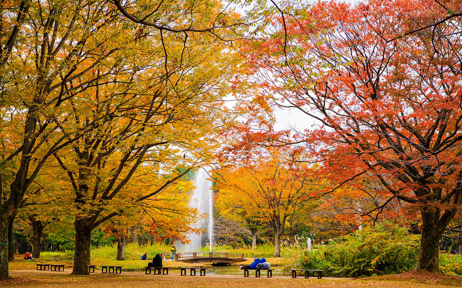 Yoyogi Park in autumn with colorful foliage and a central fountain.