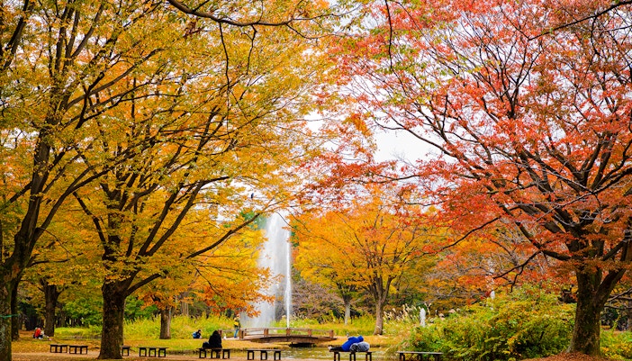 Yoyogi Park in autumn with colorful foliage and a central fountain.