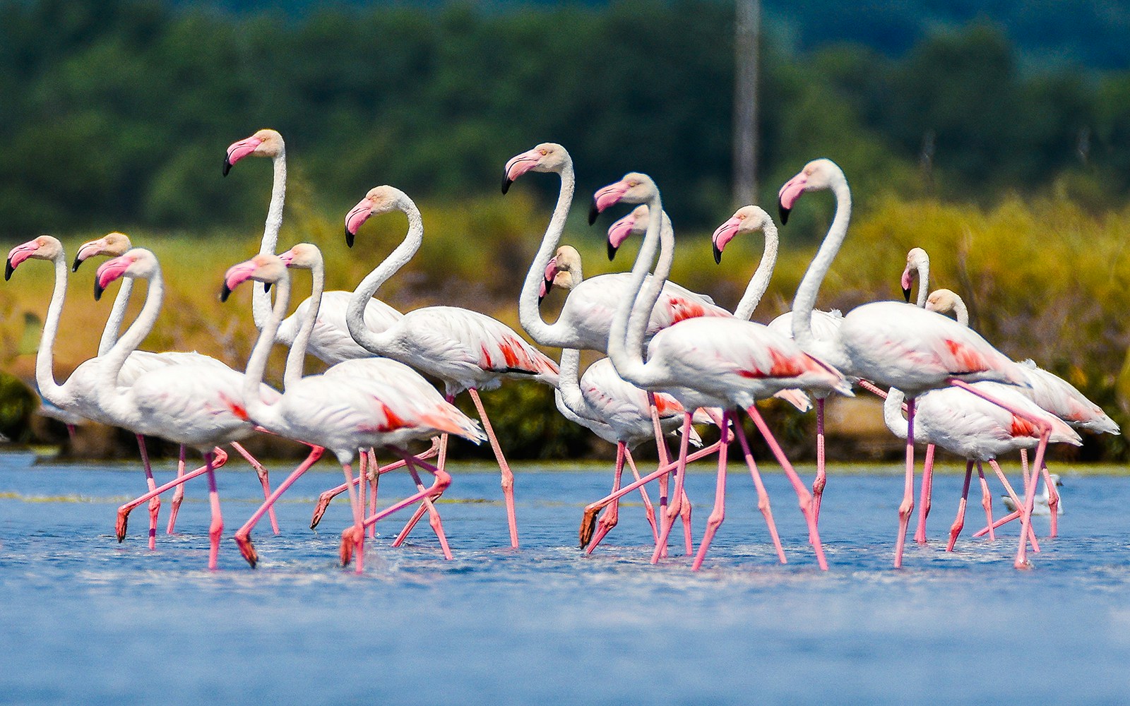 Flamingos wading in the Everglades wetland area.