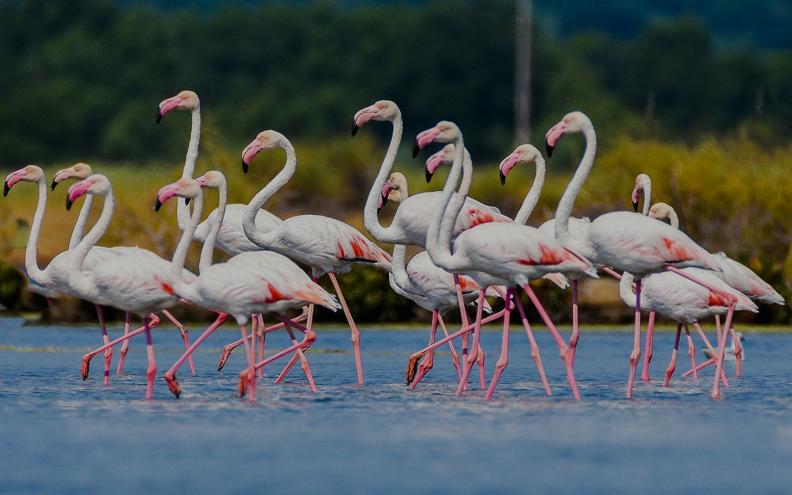 Flamingos wading in the Everglades wetland area.