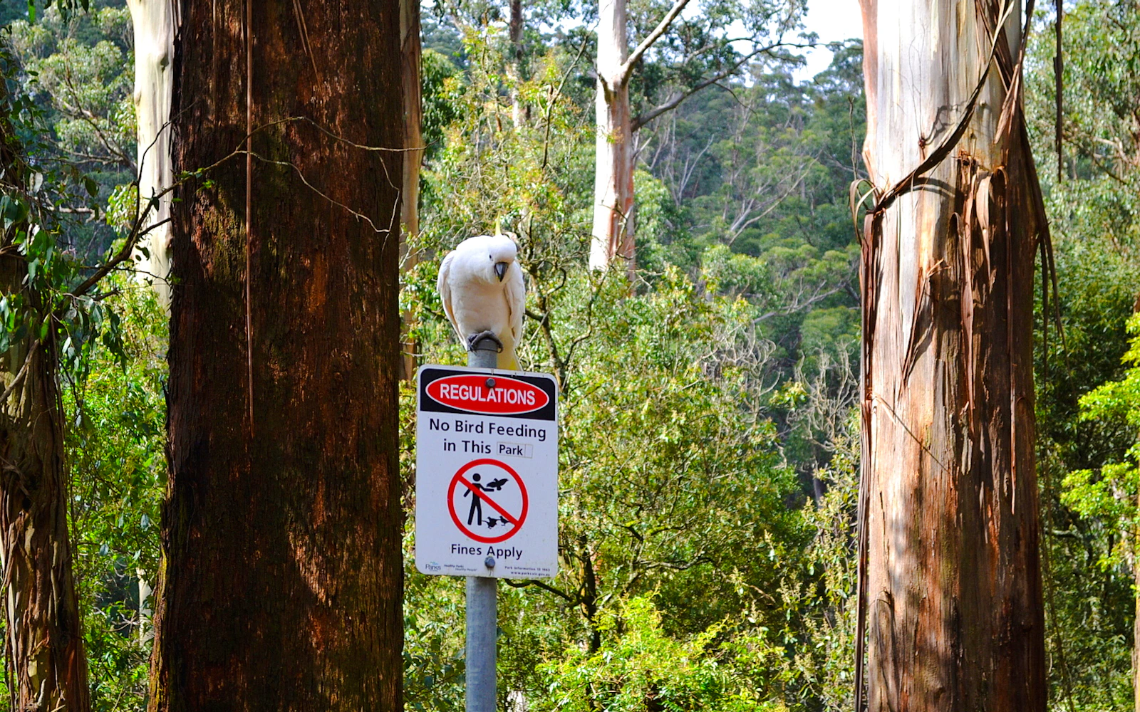 From Melbourne: Mt Dandenong Small-Group Tour Image 2