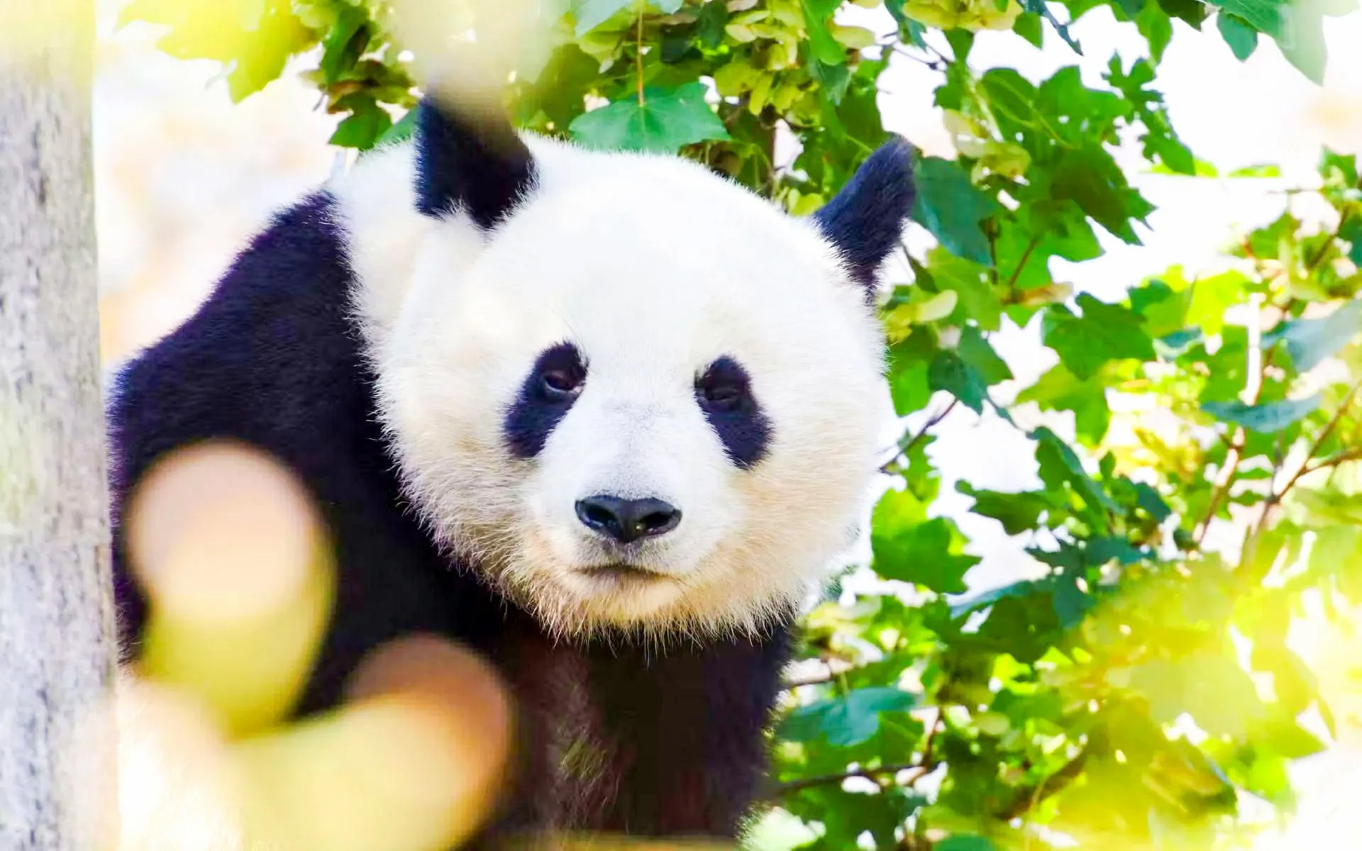 Panda in foliage at Dujiangyan Panda Valley, China.