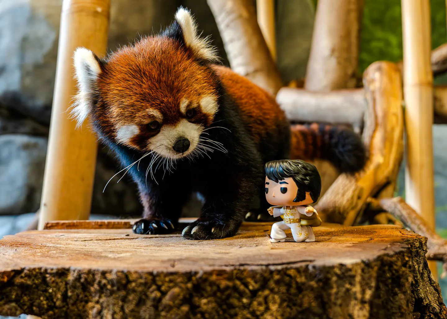 Memphis Zoo Entry Ticket: Discover Amazing Wildlife