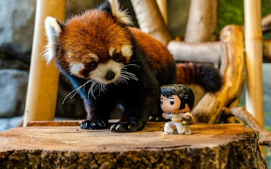 Red panda at Memphis Zoo with a small figurine on a wooden platform.