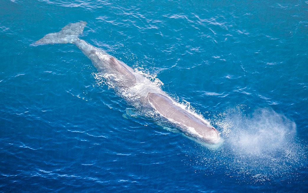 Aerial view of a sperm whale surfacing in the ocean.