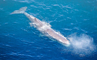 Aerial view of a sperm whale surfacing in the ocean.