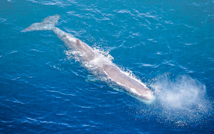 Aerial view of a sperm whale surfacing in the ocean.