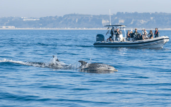 Tourists on boat watching dolphin during guided tour in open water.