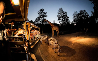 billetter til chiang mai night safari med trikk-turer-3