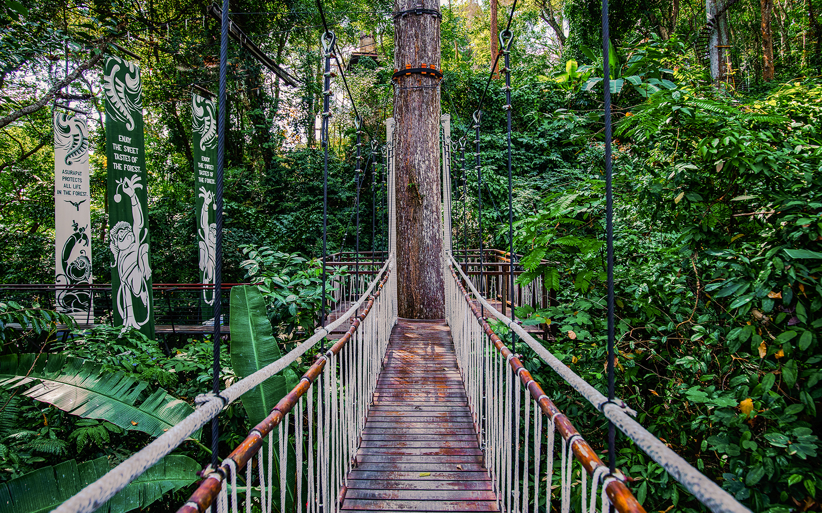 Skywalk at Hanuman World surrounded by lush forest vegetation.