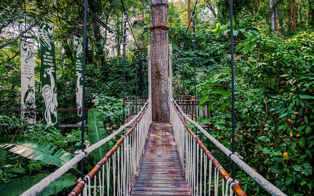 Skywalk at Hanuman World surrounded by lush forest vegetation.