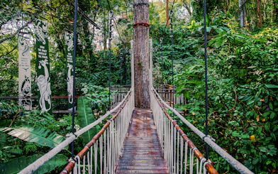 Skywalk at Hanuman World surrounded by lush forest vegetation.