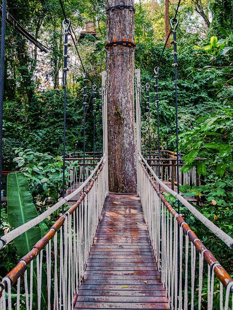 Skywalk at Hanuman World surrounded by lush forest vegetation.