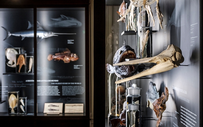 Marine specimens and skeletons on display at Vasco da Gama Aquarium, Lisbon.