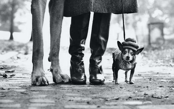 Dog and person walking in park, featured in Elliott Erwitt exhibition at Villa Bardini.