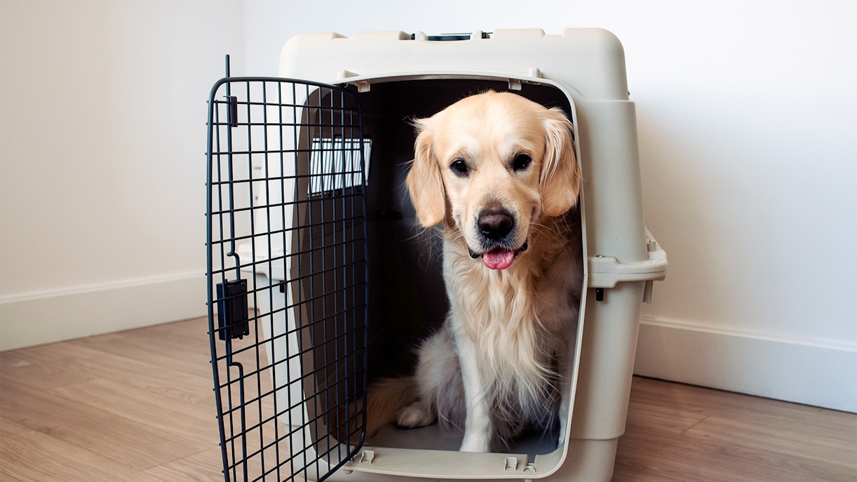 Golden retriever sitting in a pet travel crate at Rome airport.