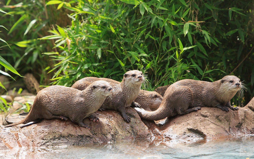 Otters resting on rocks by water at the London Zoo.