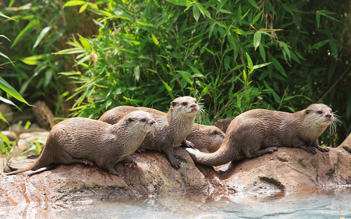 Otters resting on rocks by water at the London Zoo.