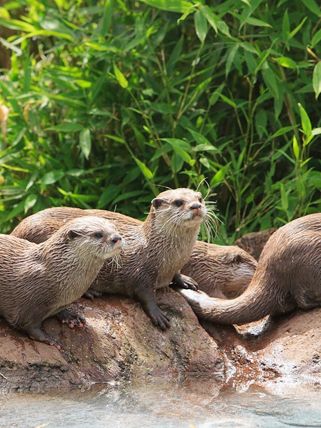 Otters resting on rocks by water at the London Zoo.