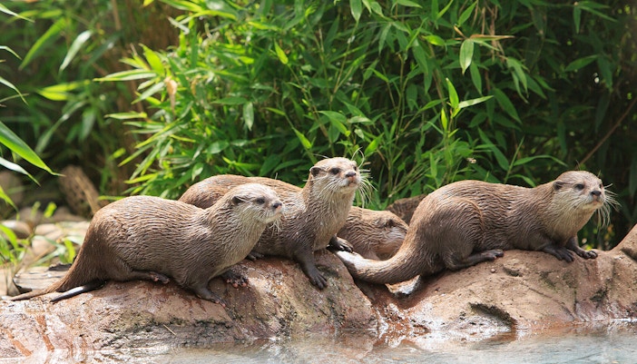 Otters