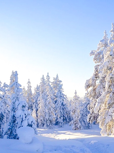 Snow-covered trees in a winter landscape during a snowmobile safari from Rovaniemi.