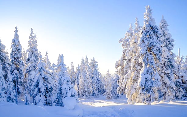 Snow-covered trees in a winter landscape during a snowmobile safari from Rovaniemi.