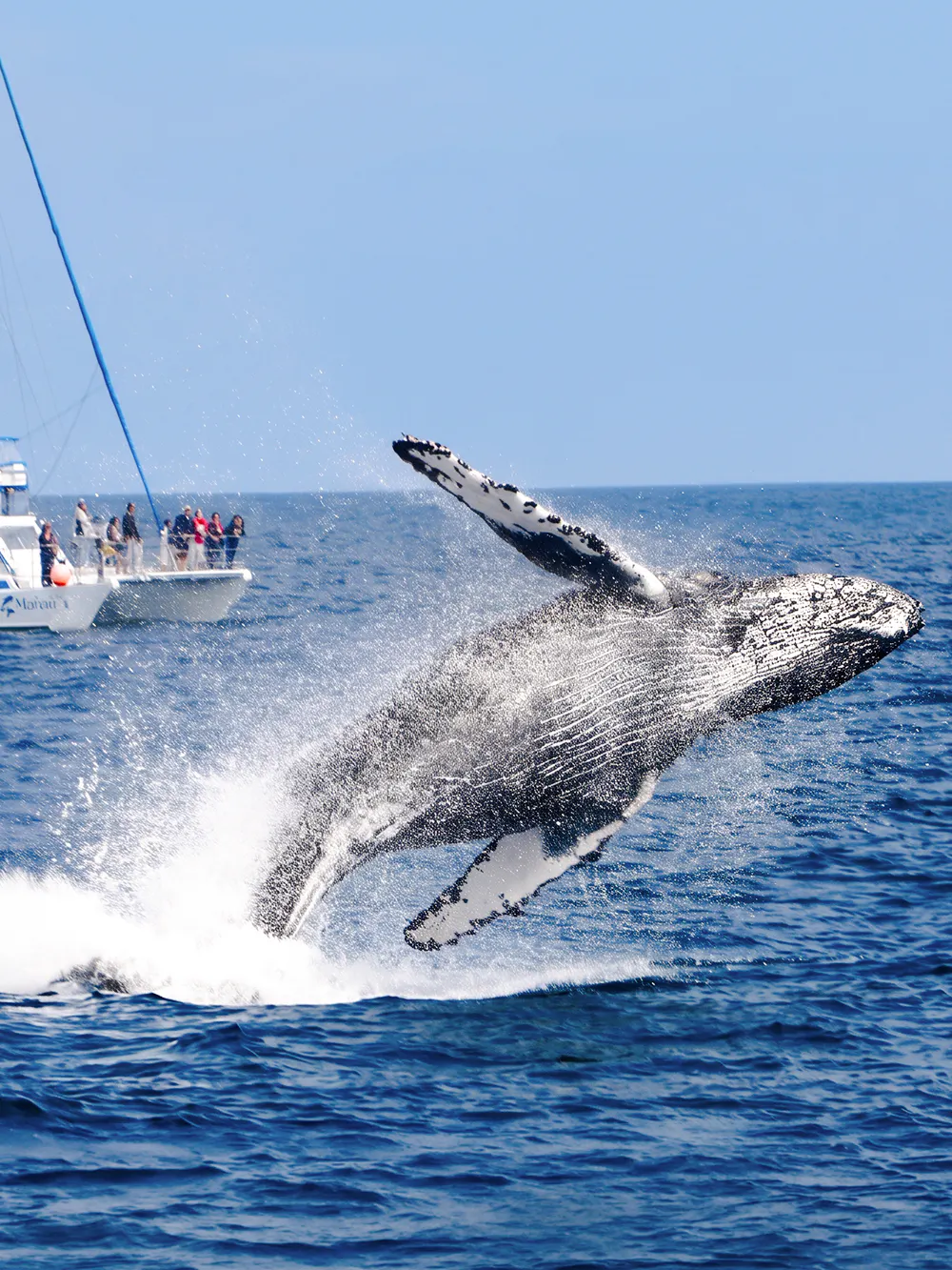 Whale Watching Tours in Tromso