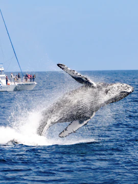 Whale breaching near tour boat during whale watching excursion.